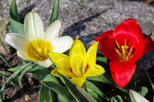 Wildtulpe Tulipa kaufmanniana 01