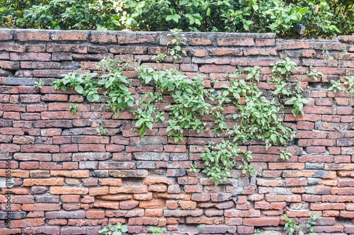 Brick Wall with Plant
