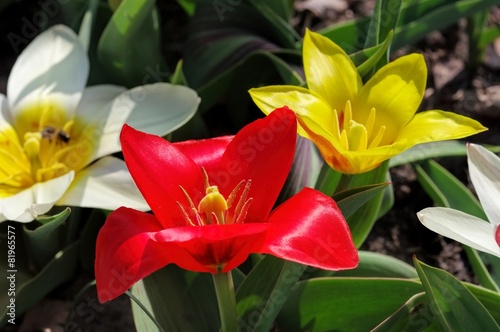 Wildtulpe Tulipa kaufmanniana 03