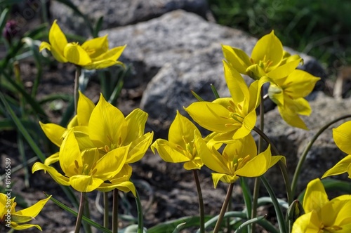 Fototapeta Naklejka Na Ścianę i Meble -  Wildtulpe Tulipa sylvestris 01