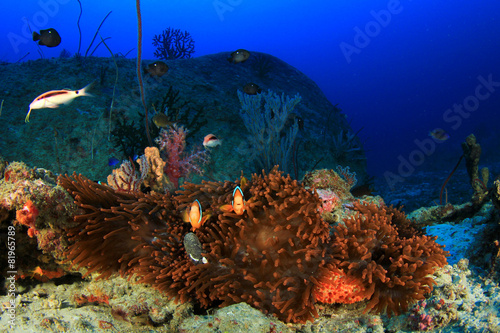 Red Anemone and clownfish (Nemo)