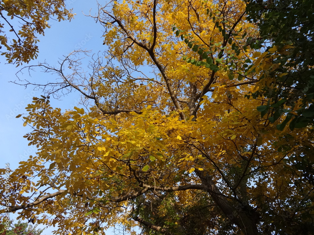 Autumn Tree Branches