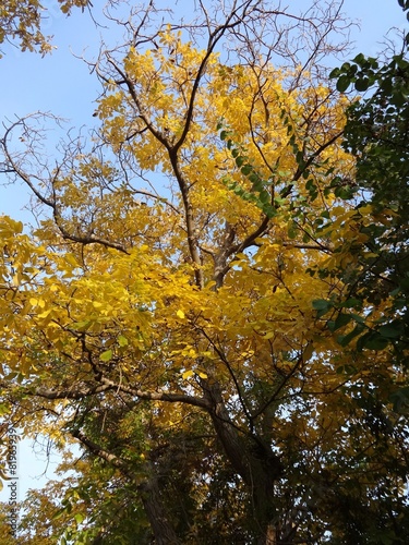 Autumn Tree Branches