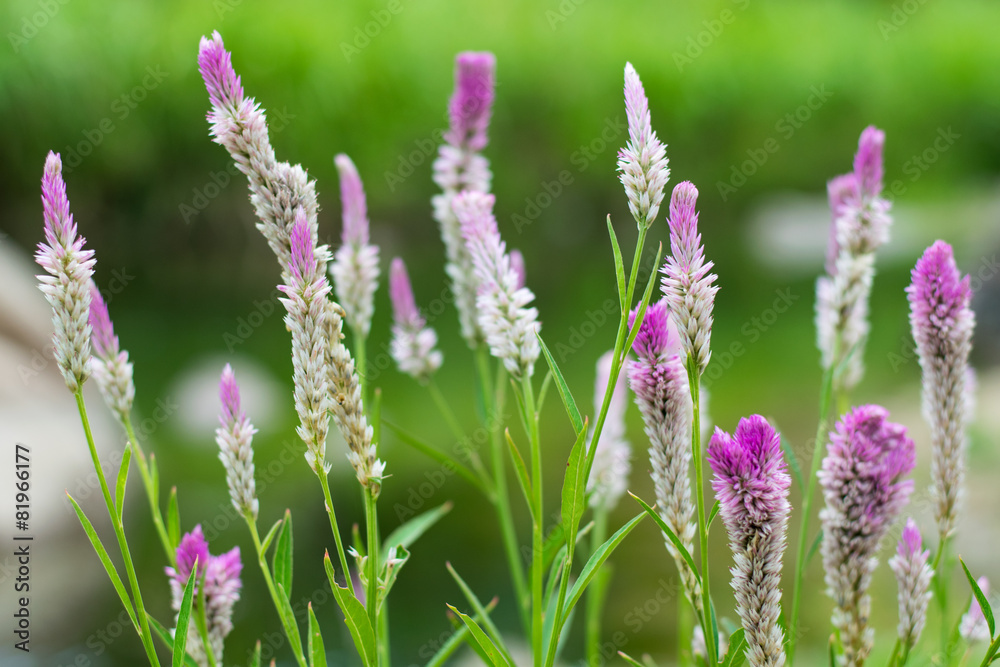 Little purple flowers in the field. Little purple flowers in the field.