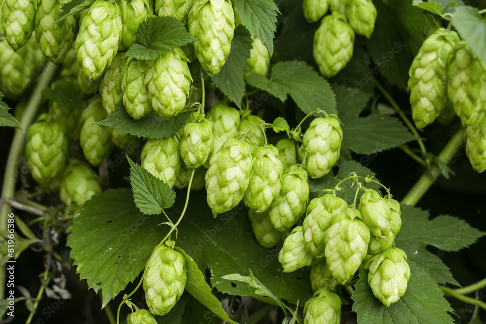 Green hops Green hops