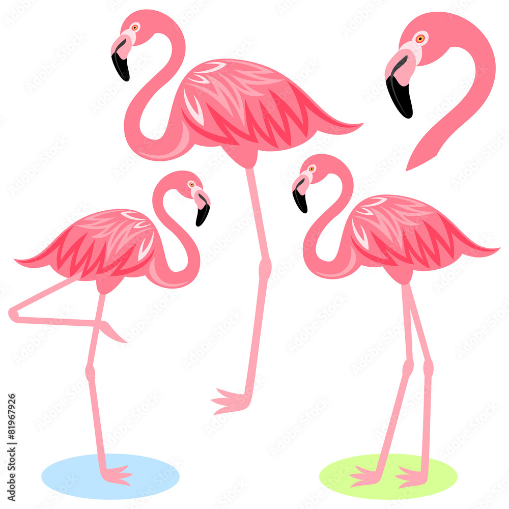 Naklejka premium Flamingo