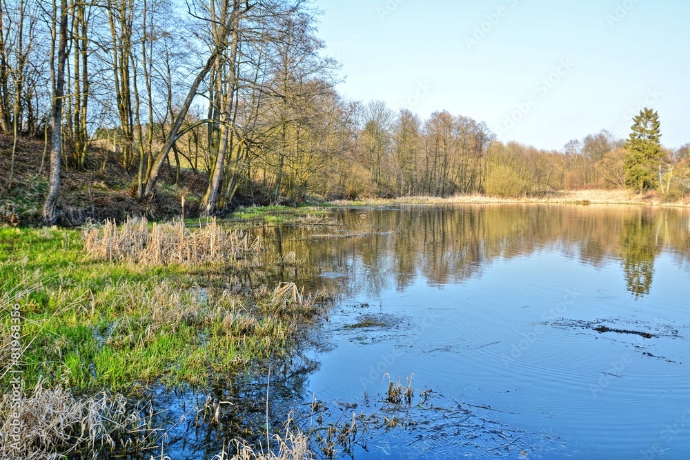 Fototapeta premium HDR shot of the natural wetland in pond.