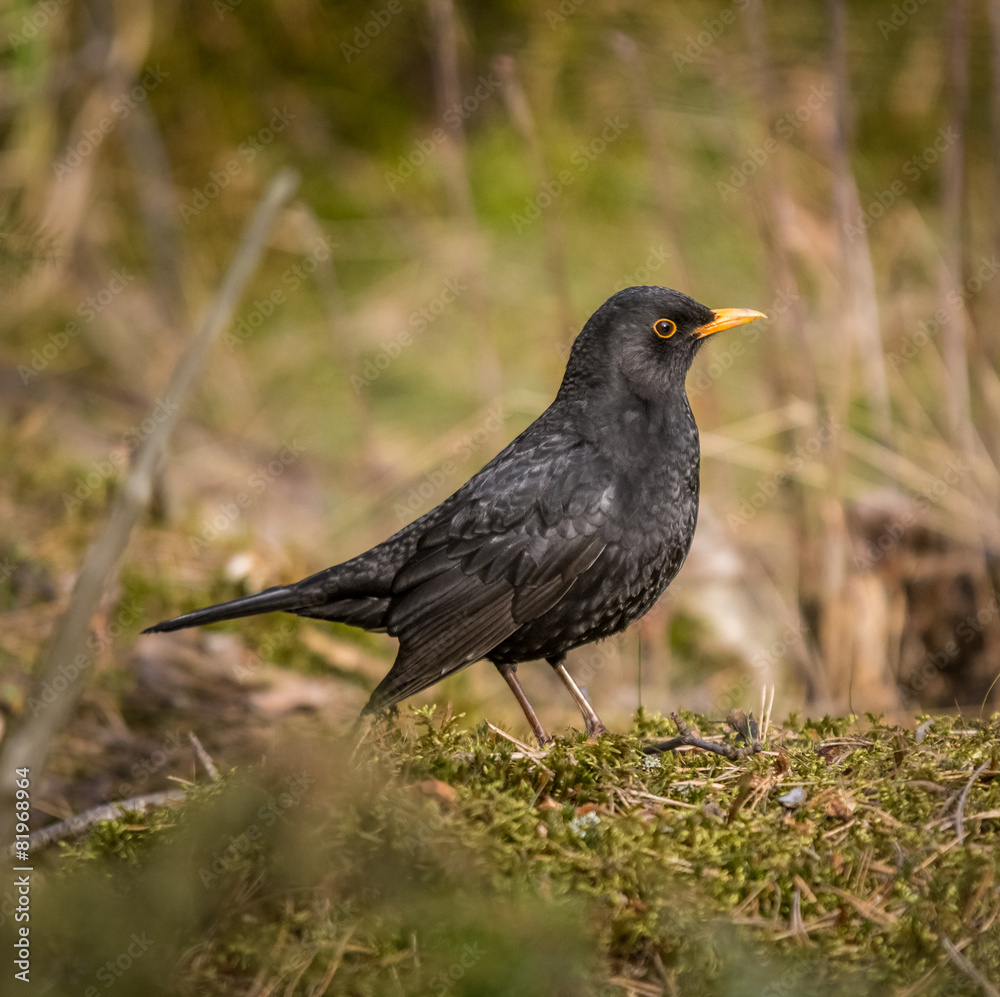 Blackbird lookinf for food on ground level in a forest. Blackbird lookinf for food on ground level in a forest.