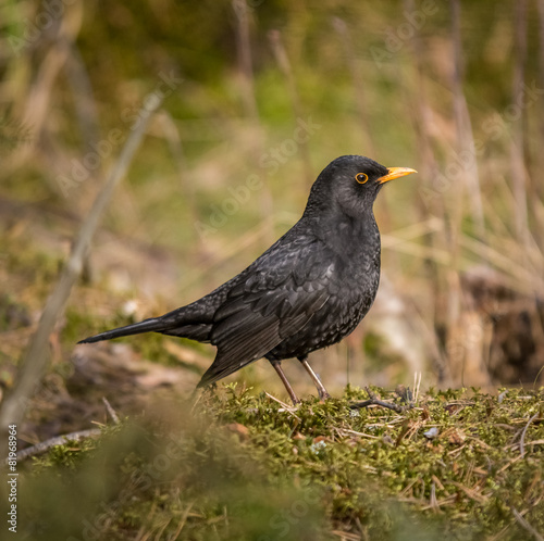 Blackbird lookinf for food on ground level in a forest.