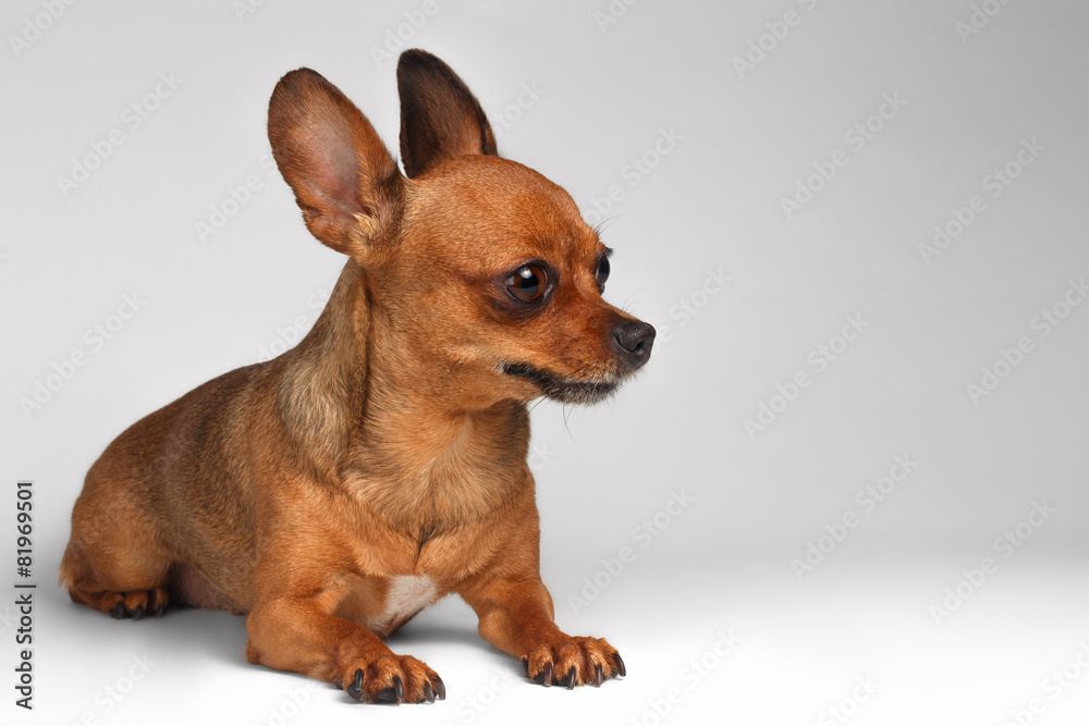 Brown Toy Terrier Liying on White Background Brown Toy Terrier Liying on White Background