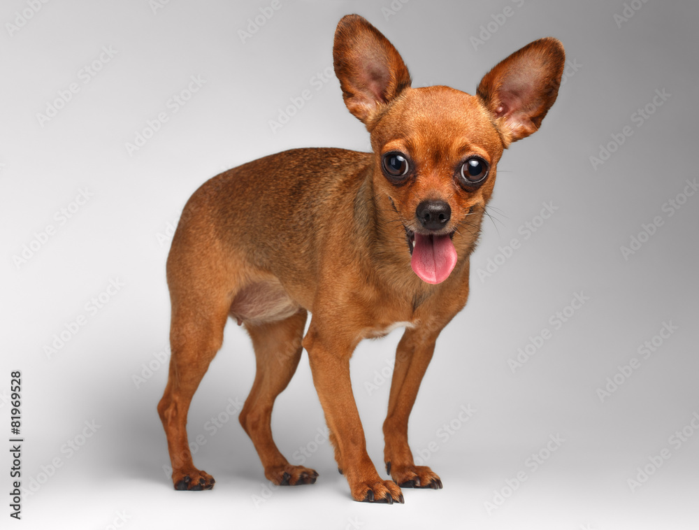 Smiling Brown Toy Terrier on White Background