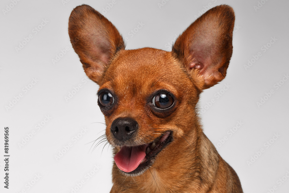 Closeup Smiling Brown Toy Terrier on White Background Closeup Smiling Brown Toy Terrier on White Background