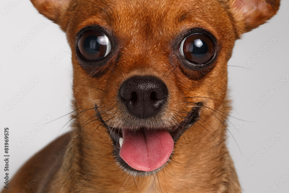 Closeup Smiling Brown Toy Terrier on White Background