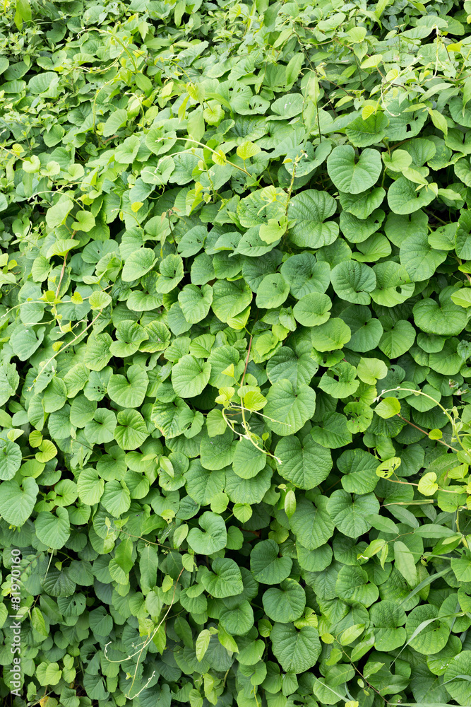 green leaf background green leaf background
