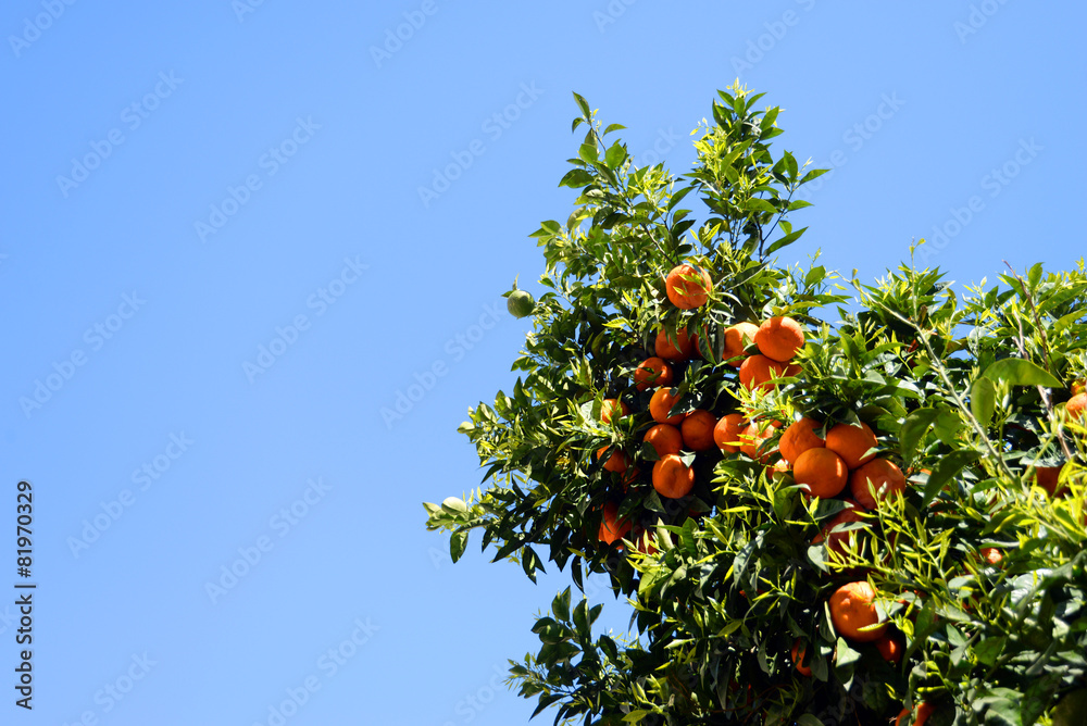 Orange tree against blue sky