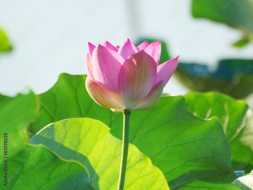 Obraz premium 蓮の花