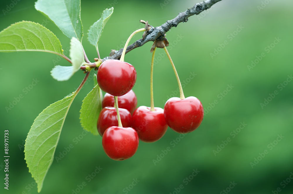 Obraz premium Cherry