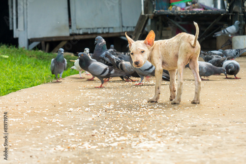A poor white dog with food on the ground