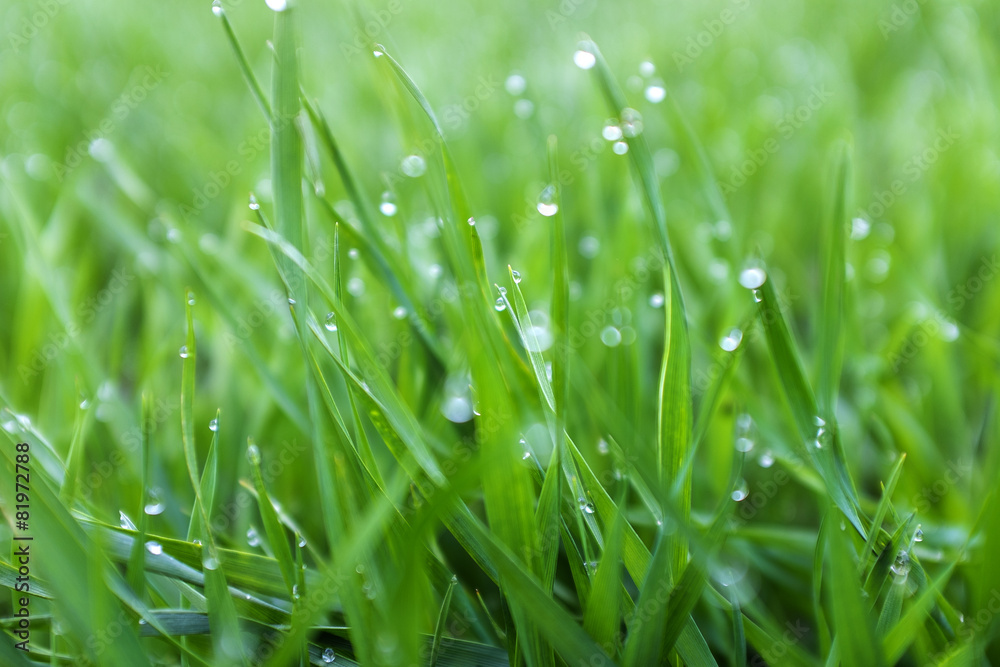 Obraz premium close-up shoots of winter crops covered with dew in the field