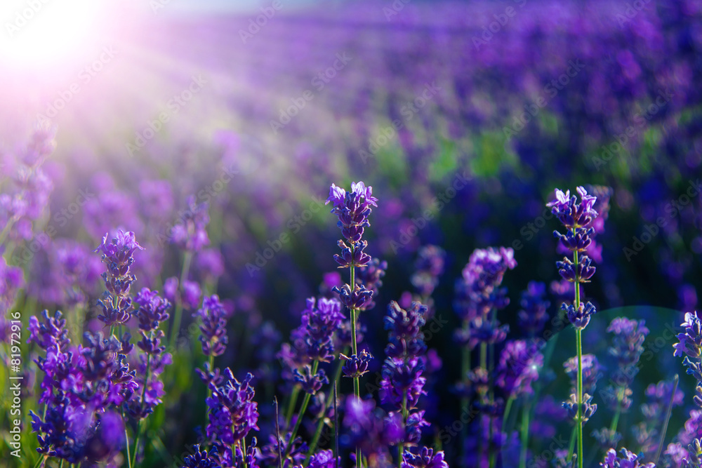 Obraz premium blurred summer background of wild grass and lavender flowers