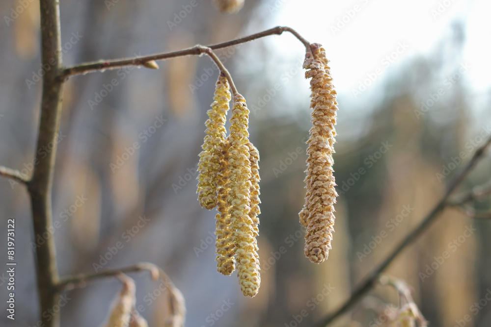 hazel catkins begin to open in spring hazel catkins begin to open in spring