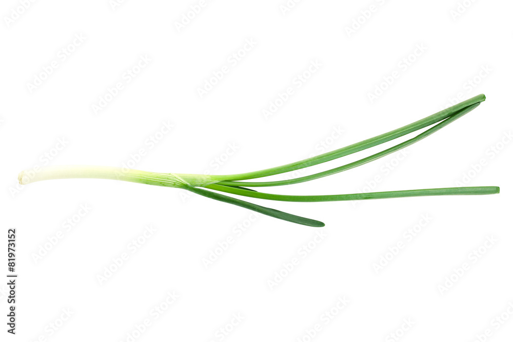 green onion isolated green onion isolated