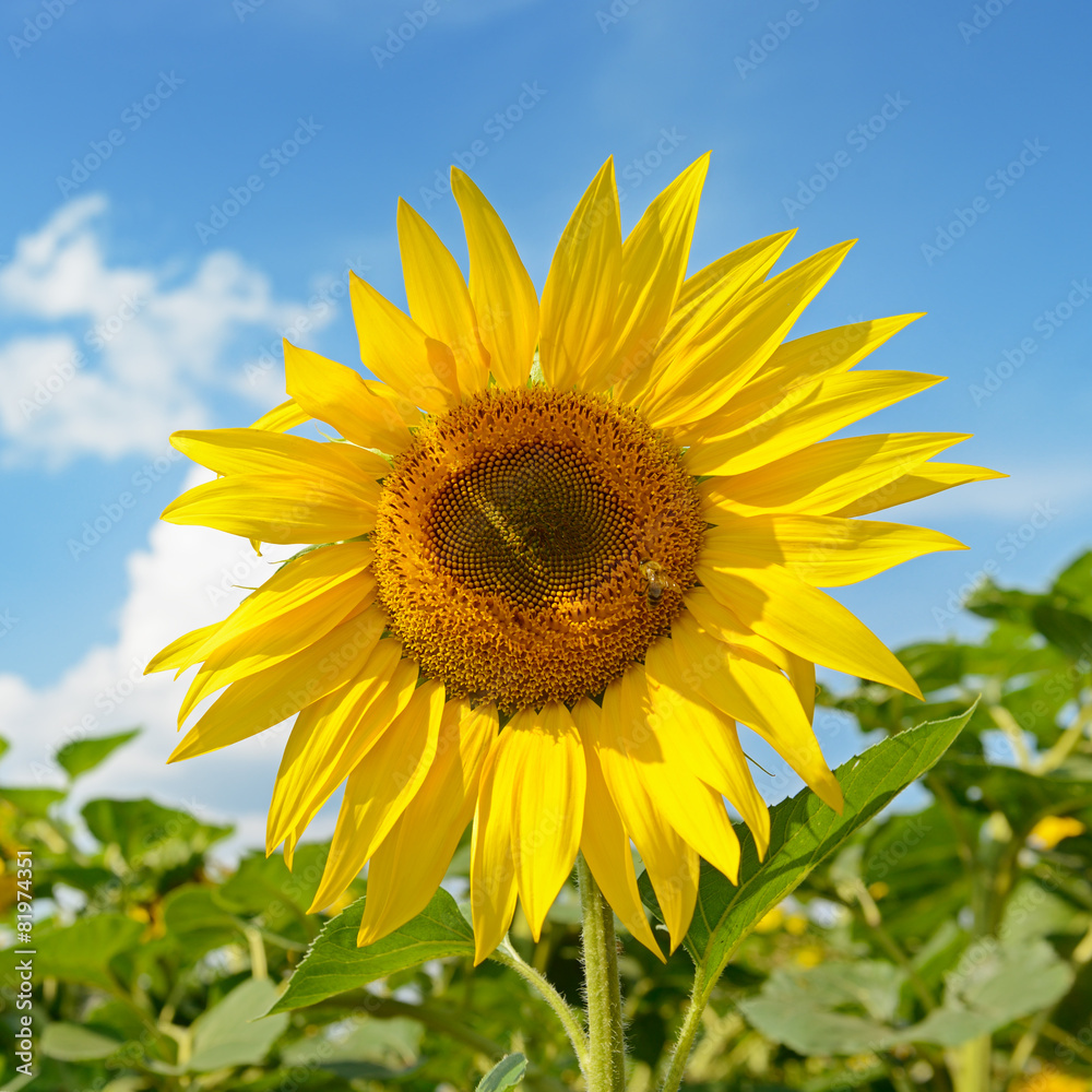 Blooming sunflower plantation and blue sky Blooming sunflower plantation and blue sky