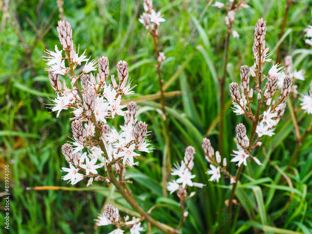 white asphodel flowers close up in spring, Sicily white asphodel flowers close up in spring, Sicily