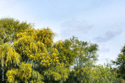 mimosa trees (acacia) in spring season in Sicily