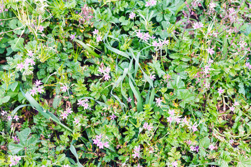 wild meadow with pink flowers after rain in Sicily