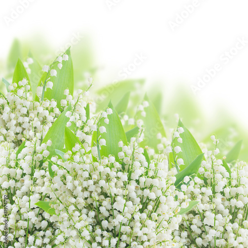 Fototapeta Naklejka Na Ścianę i Meble -  lilly of the valley posy