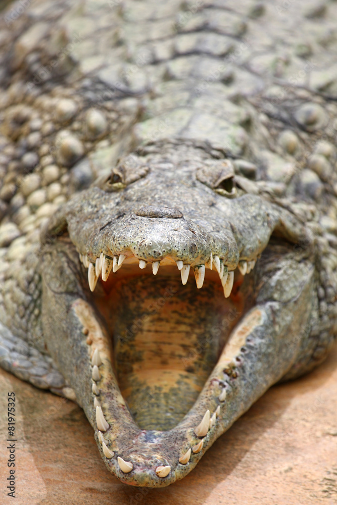 Fototapeta premium Crocodiles