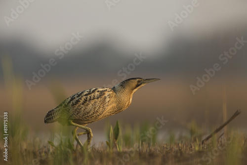 Bittern - Botaurus stellaris photo