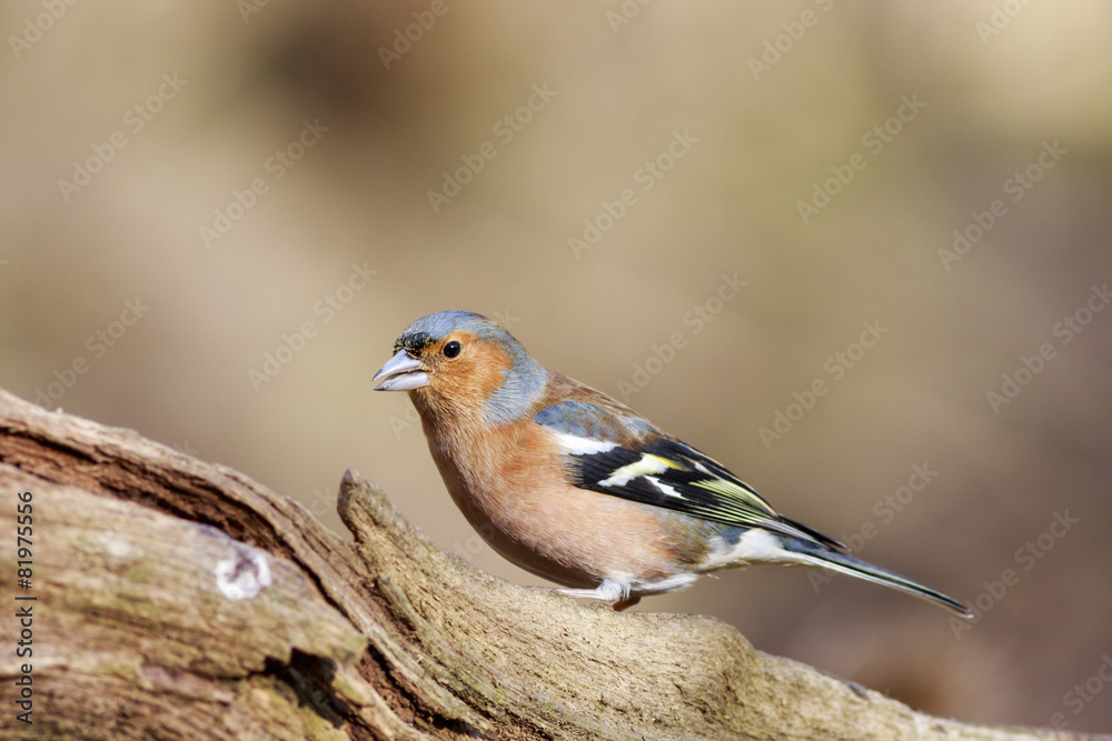 Chaffinch (Fringilla coeleb) Chaffinch (Fringilla coeleb)