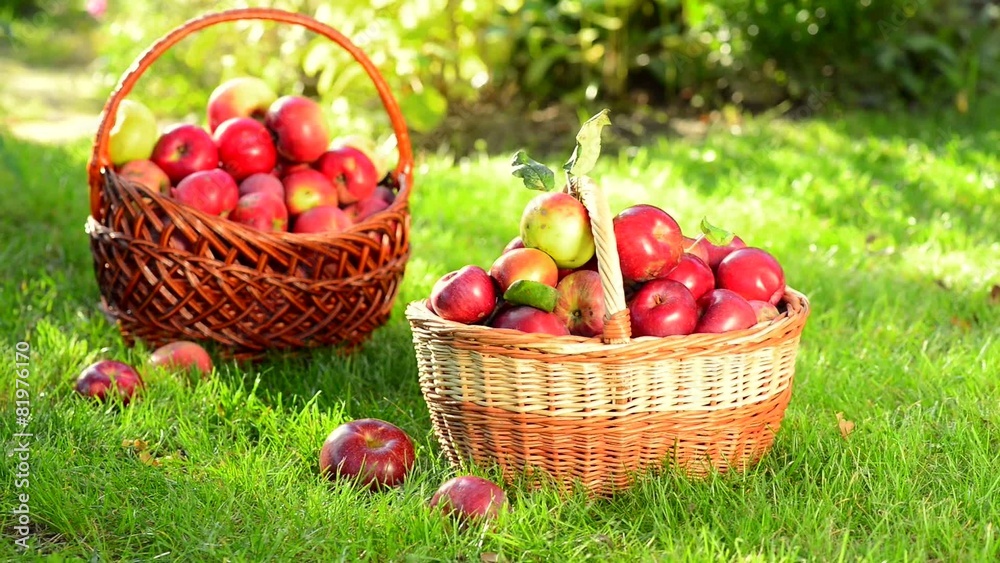 Organic Apples in a Basket outdoor Organic Apples in a Basket outdoor
