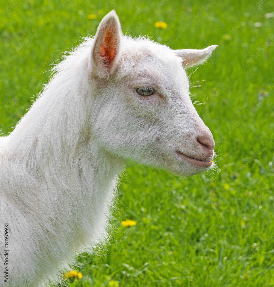Fototapeta premium an young whte goat in the garden