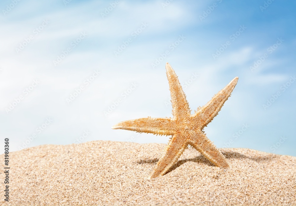 Beach. Starfish with ocean , beach and seascape, shallow dof Beach. Starfish with ocean , beach and seascape, shallow dof