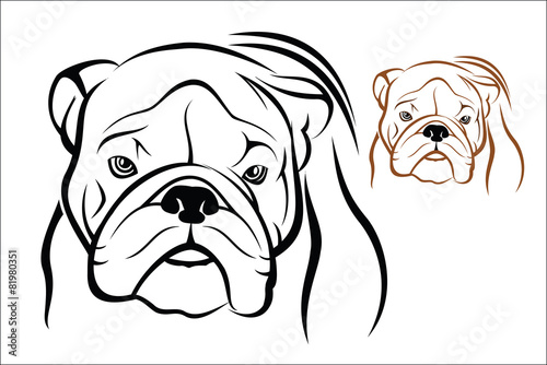 English Bulldog 1