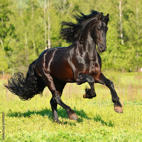 Fototapeta Naklejka Na Ścianę i Meble -  Black Frieasian horse runs gallop in freedom