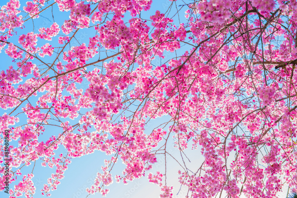 Cherry Blossom with Soft focus, Sakura season Background