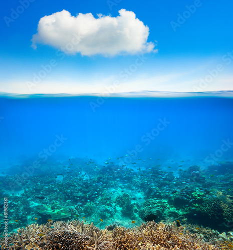 coral reef underwater background © soft_light