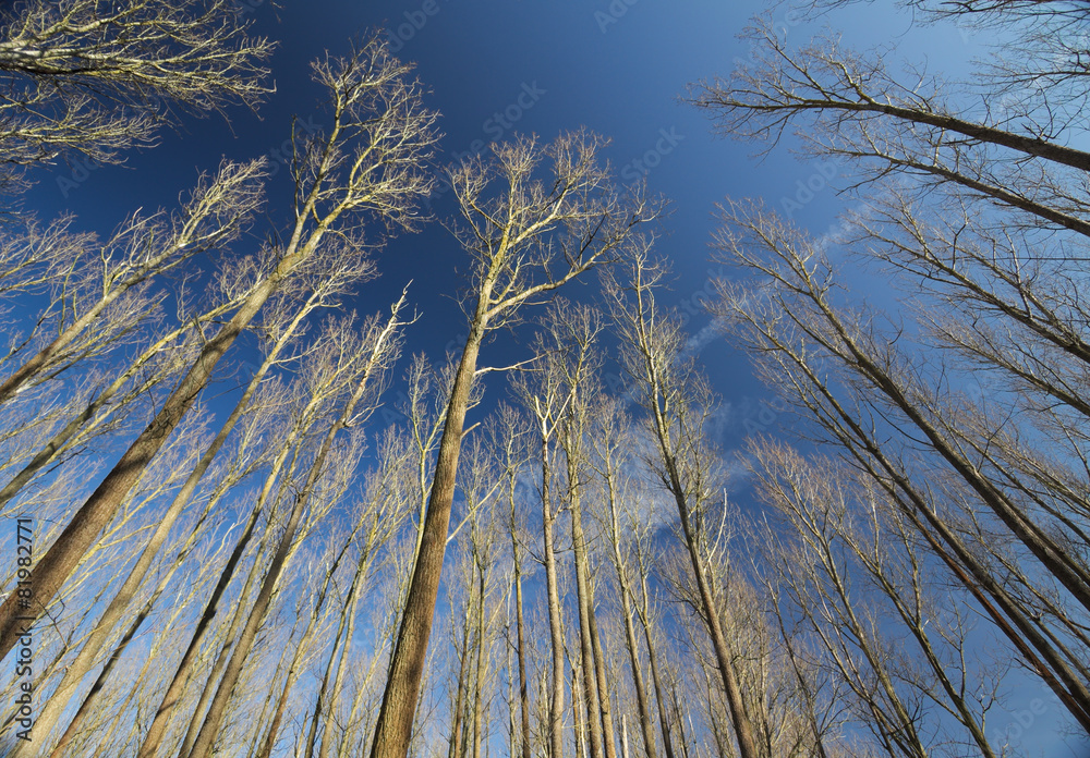 Bare trees under a clear dark blue sky Bare trees under a clear dark blue sky