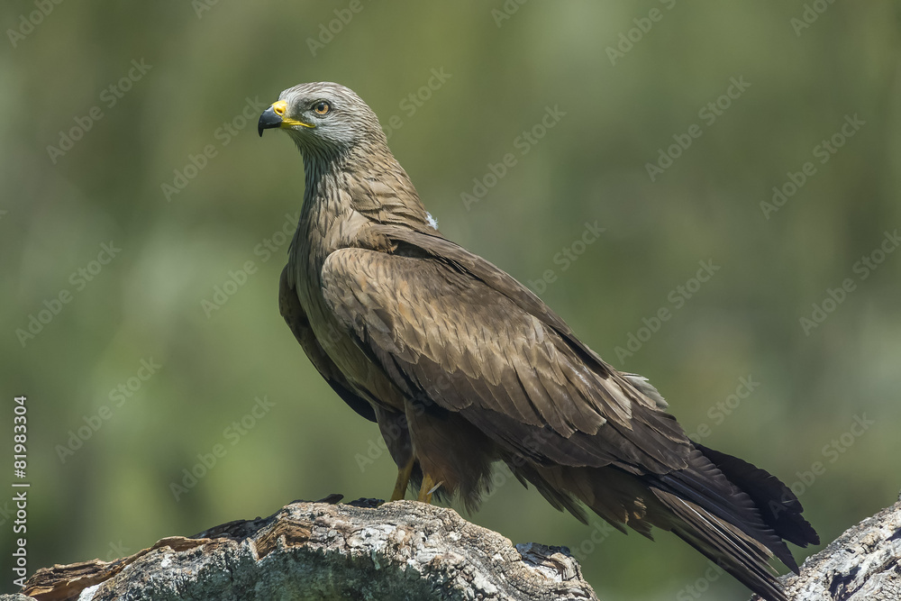 Obraz premium kania czarna (militia migrans)