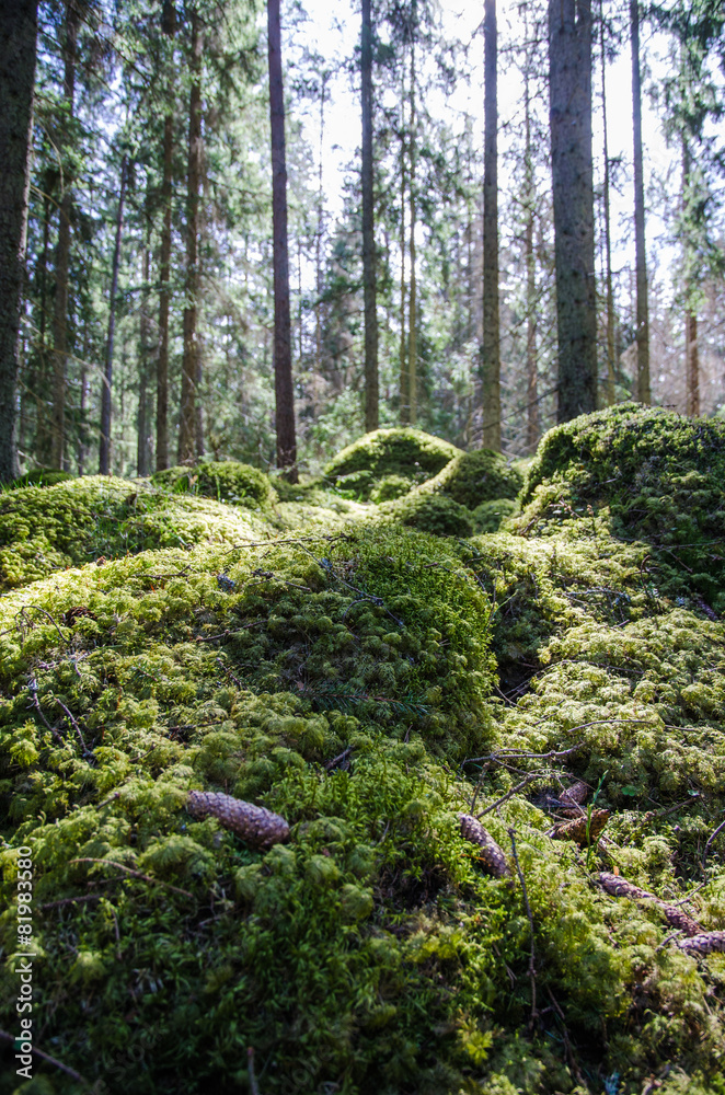 Fototapeta premium Ground level in a mossy forest