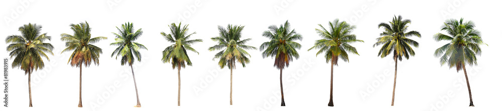 Fototapeta premium Różnica odizolowywająca na bielu kokosowy drzewo.