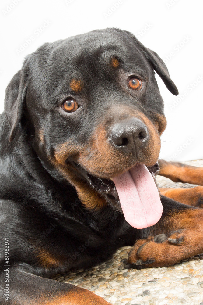 Young Rottweiler portrait inside a house Young Rottweiler portrait inside a house