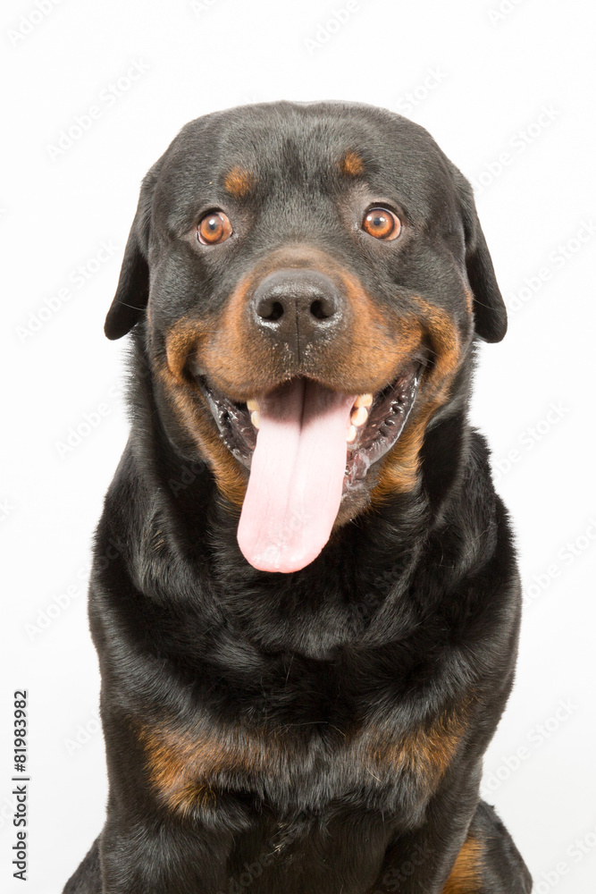 Young Rottweiler portrait inside a house Young Rottweiler portrait inside a house