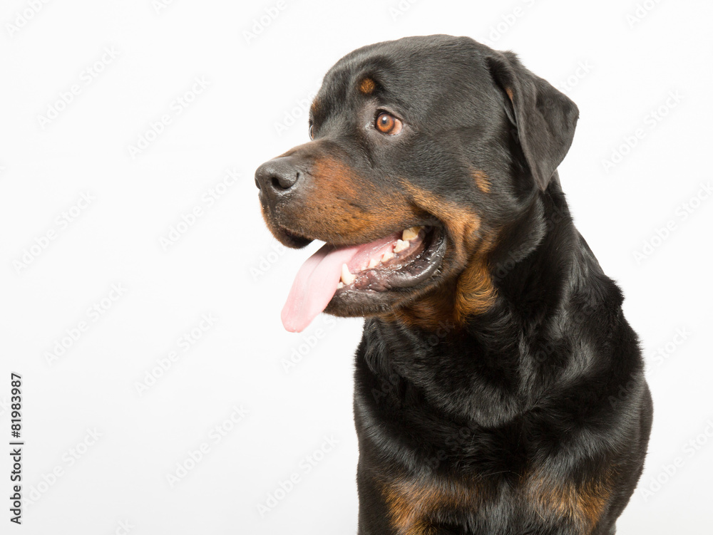 Young Rottweiler portrait inside a house Young Rottweiler portrait inside a house