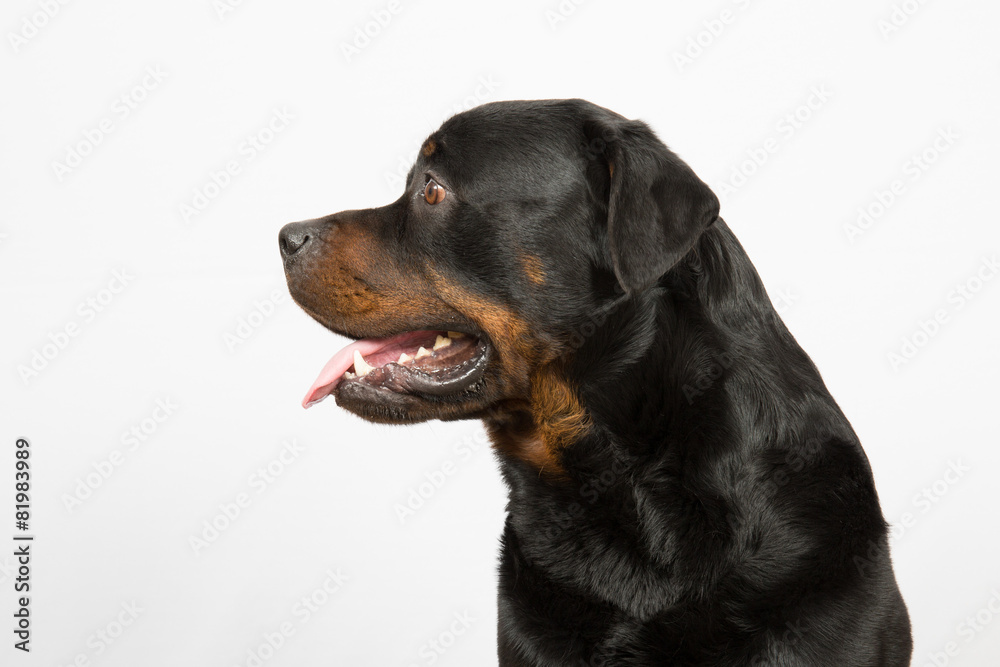 Young Rottweiler portrait inside a house Young Rottweiler portrait inside a house