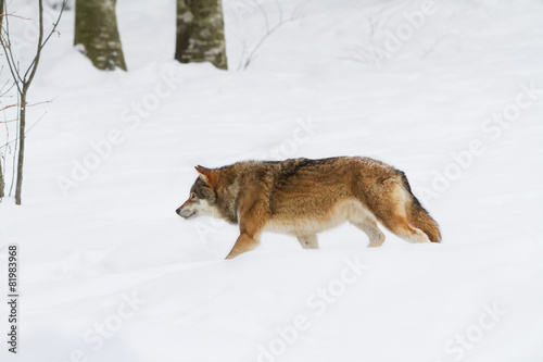 portrait grey wolf in the snow
